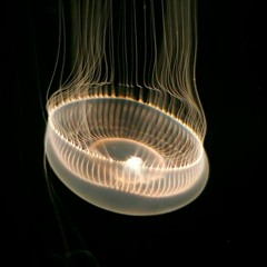 Middle Of The Night Elley Duh [J Rock Version Cover by Shayne Orok]