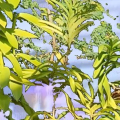 MORPH: NTS Radio CH2 | 22/04/24