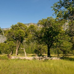 Dawn chorus in the Ackerson Meadow -- Yosemite National Park, California, U.S.A.