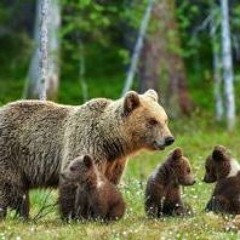 TRENTO – Approvata la legge per l'abbattimento fino a otto orsi l'anno