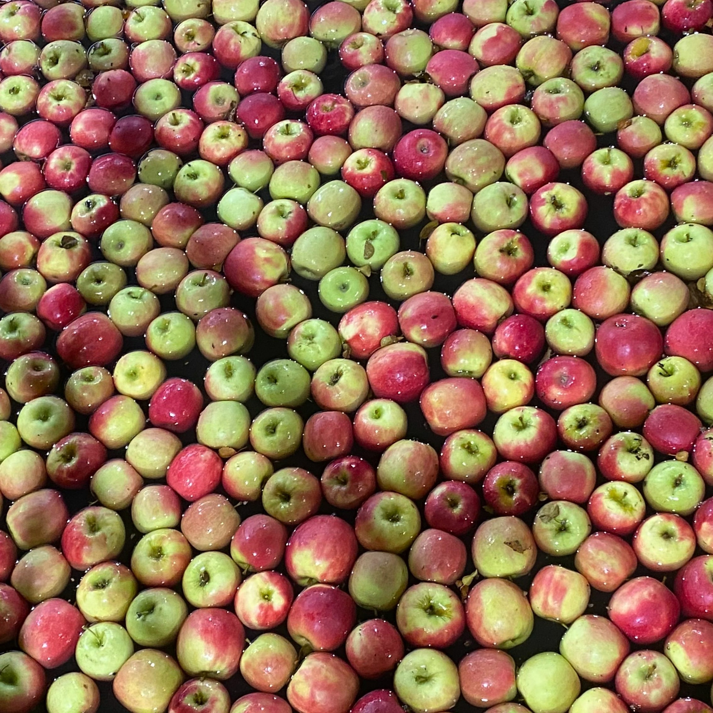 She’ll be Apples: The WA women shaping the orchard industry episode artwork