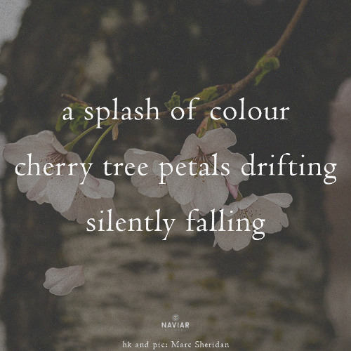 a silent splash [ naviarhaiku585 ]