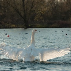 The Swan