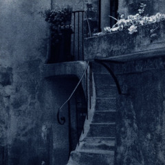 Fallen Rose