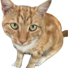 swaghofucker2005 FOYM