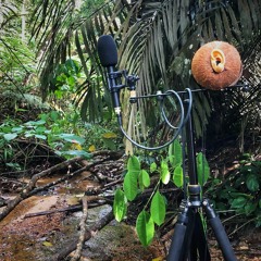 Birds, Frogs, Cricket, Creek, Distant Construction and Aircraft Sounds in Gasing Hill (part 1)