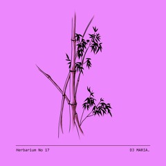 Herbarium No 17 - DJ MARIA. - Bambusoideae