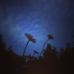 Padding Through The Forest