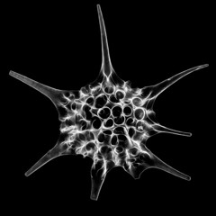 Radiolarians Evolution