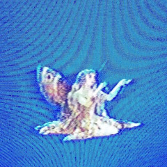 AN ANGEL CAN’T FLY WITH ONLY ONE WING