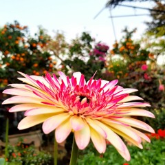 Những ngày rong ruổi cô đơn | Chicolus