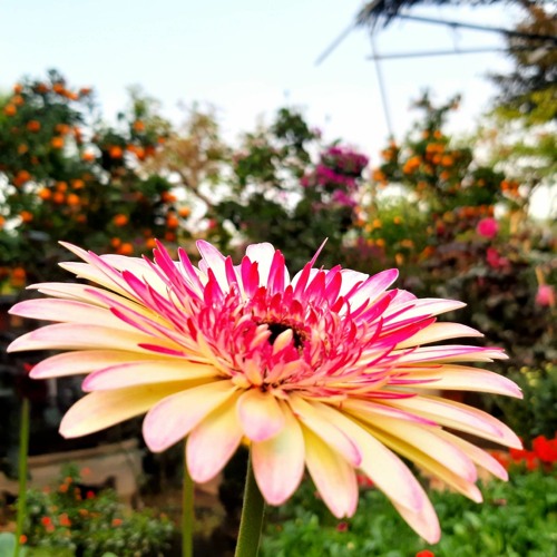 Những ngày rong ruổi cô đơn | Chicolus