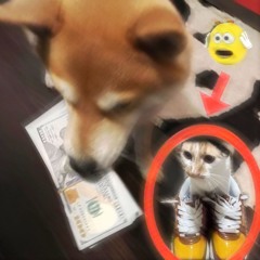 ##posed2win + vilse