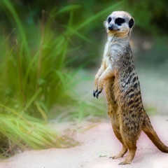Stand Up
