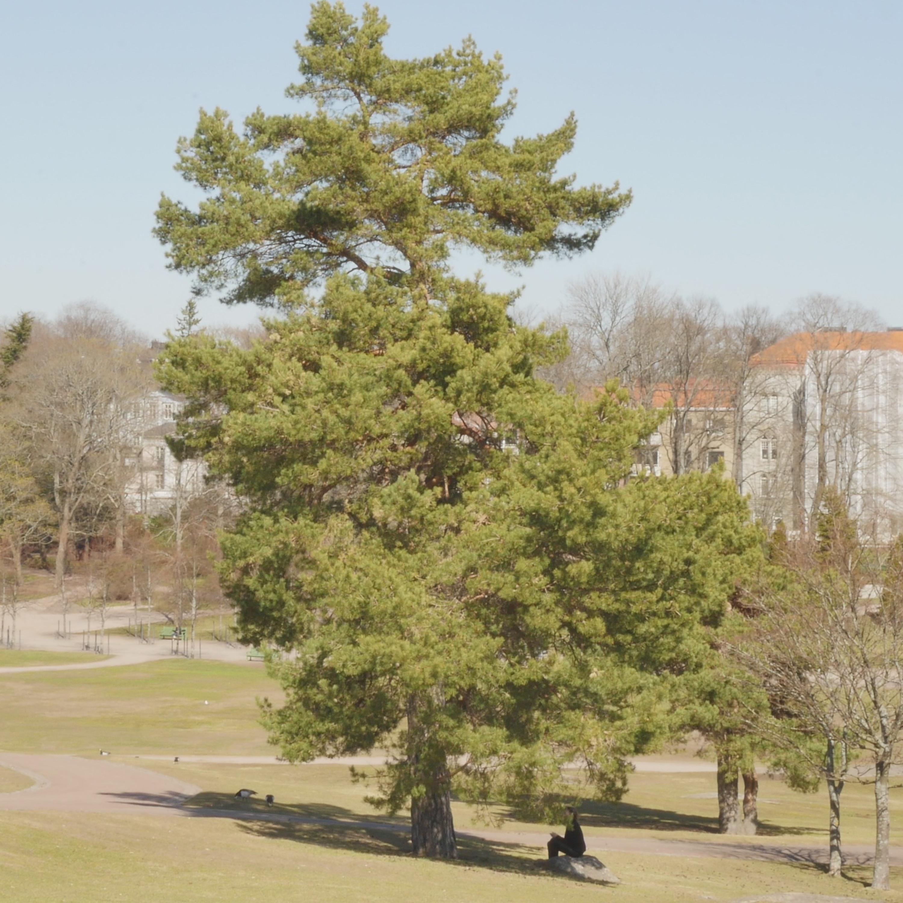 Pondering With A Pine In The Park - 9 episode artwork