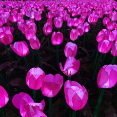 Misguided Ghosts - Paramore (Intro Cover x Layered)