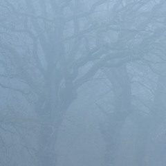4-D TRAVELLER - Shapes In Misty Grey