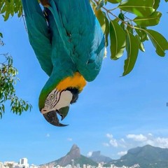 Carolina carol bela  |(Slowed & reverbed)|