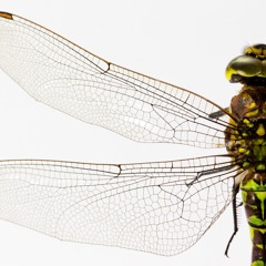 1 - Sonata Erronea & Insects