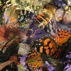 Butterflies by Terra Greer