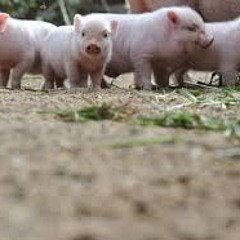 Pigs