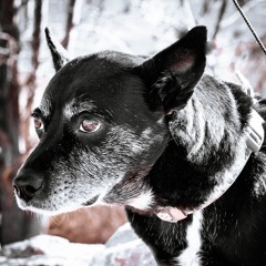 Give That Dog A Bone