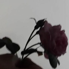 Islam Wael - You Should Rainn