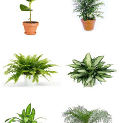 weezin #0099 (prod. Naphi)