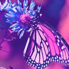 Relaxing Music - Rest Now