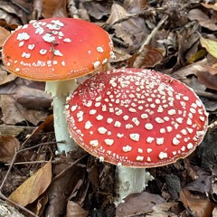 Blue.Dog hat am Pilz genascht.  🍄🤪