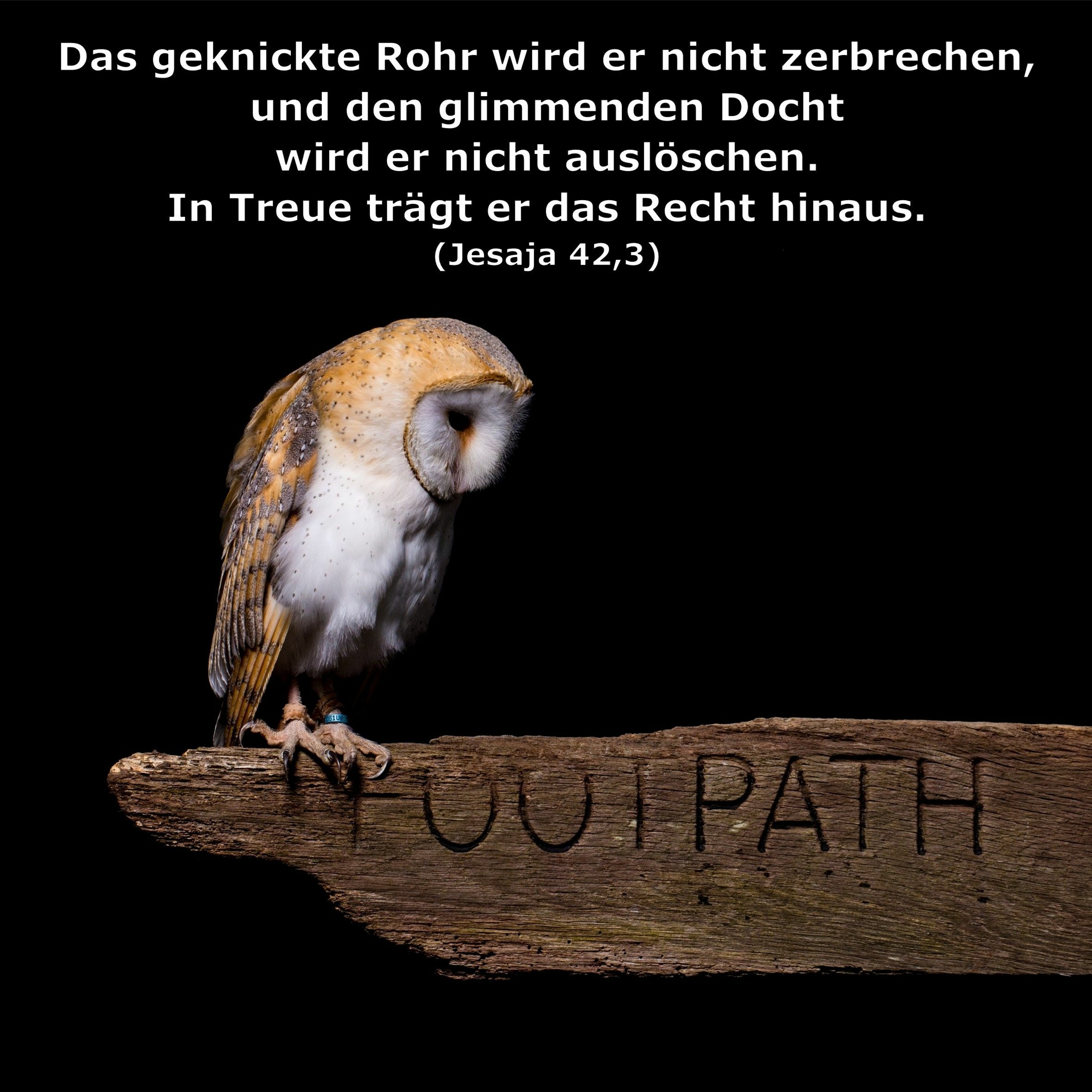 In einem Jahr durch die Bibel