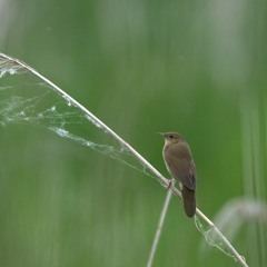 River Warbler And Bittern - MixPre 4462