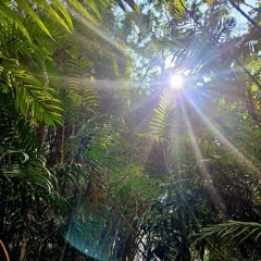 Rainforest Oasis