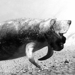 Wasteland (Instrumental)