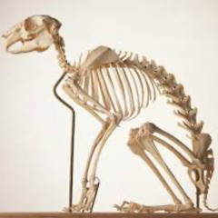hare bones
