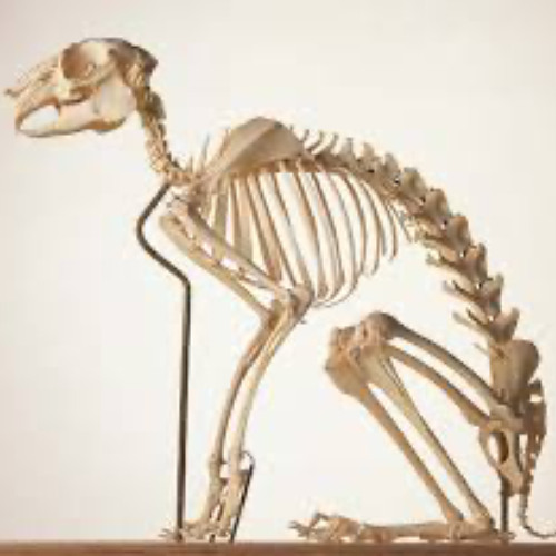 hare bones
