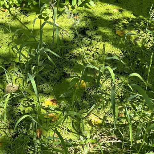 cape disappointment radio hour 07-19-2024