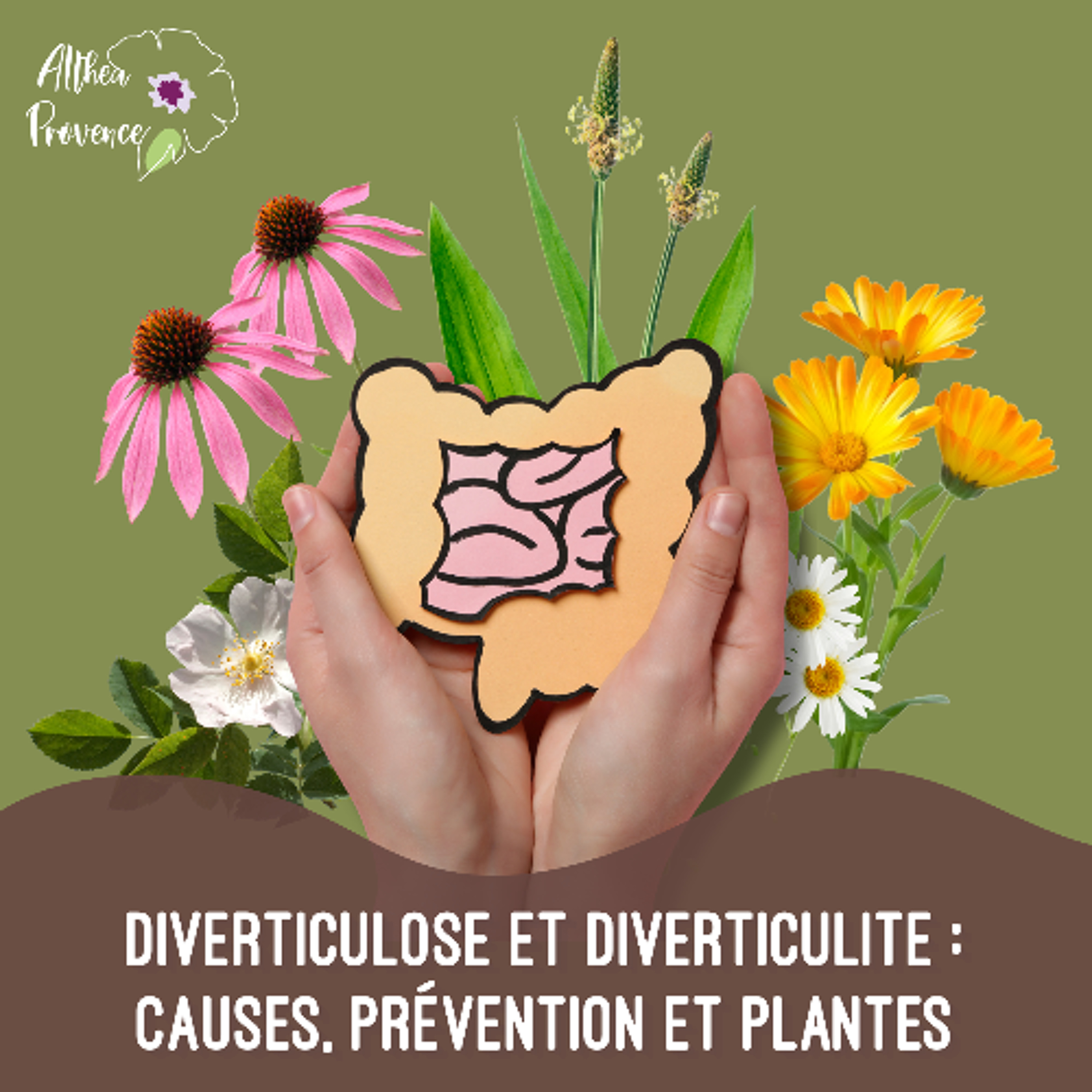 Diverticulose et diverticulite - causes, prévention et plantes