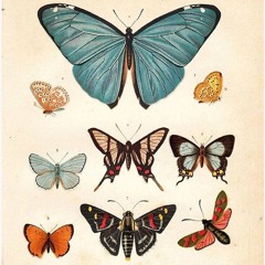 mariposas - Gianluca Bonanno x La Parrala Se Mueve