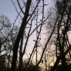 Atlanta morning .wav