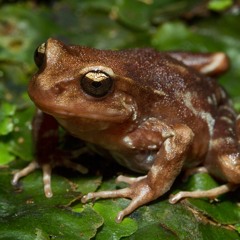 Eupsophus migueli