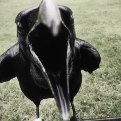 lobik - bulldozer, 4lot, %by