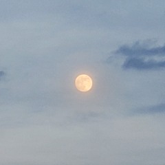 Luna's Love