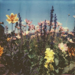 Spring (Angel Olsen cover)