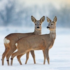Roe-Deer by Ted Hughes
