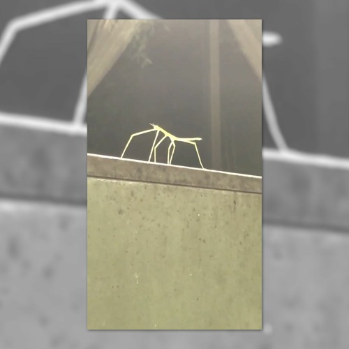 Stick Bug (Chang31ing Remix)