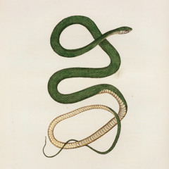 rezodk - snake (kizip) [kayz exclusive]