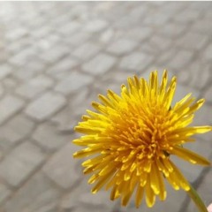 My Little Corner Of The World (voz, MH, aka Juana de Arco) (Yo La Tengo cover)