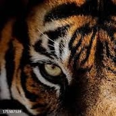 Tiger eyes