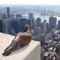I get jealous of birds when they fly (cotigo2ms)